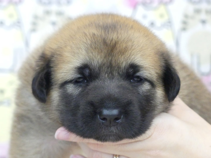 chinook puppy